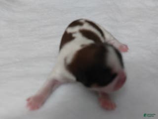 Shih Tzu dogs Puff - Ad 2