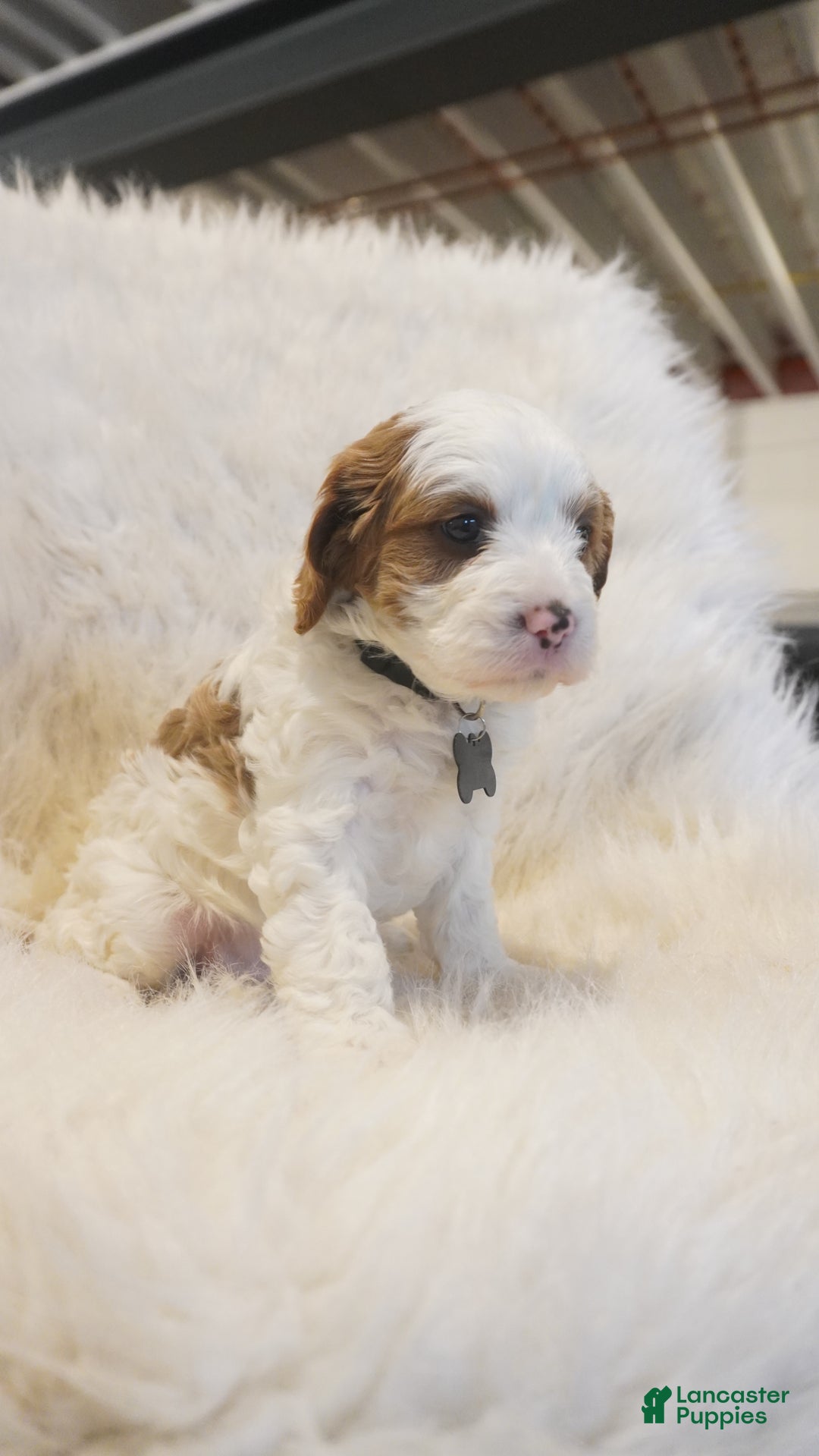 Cavapoo dogs for sale: Snowy  - Ad 8