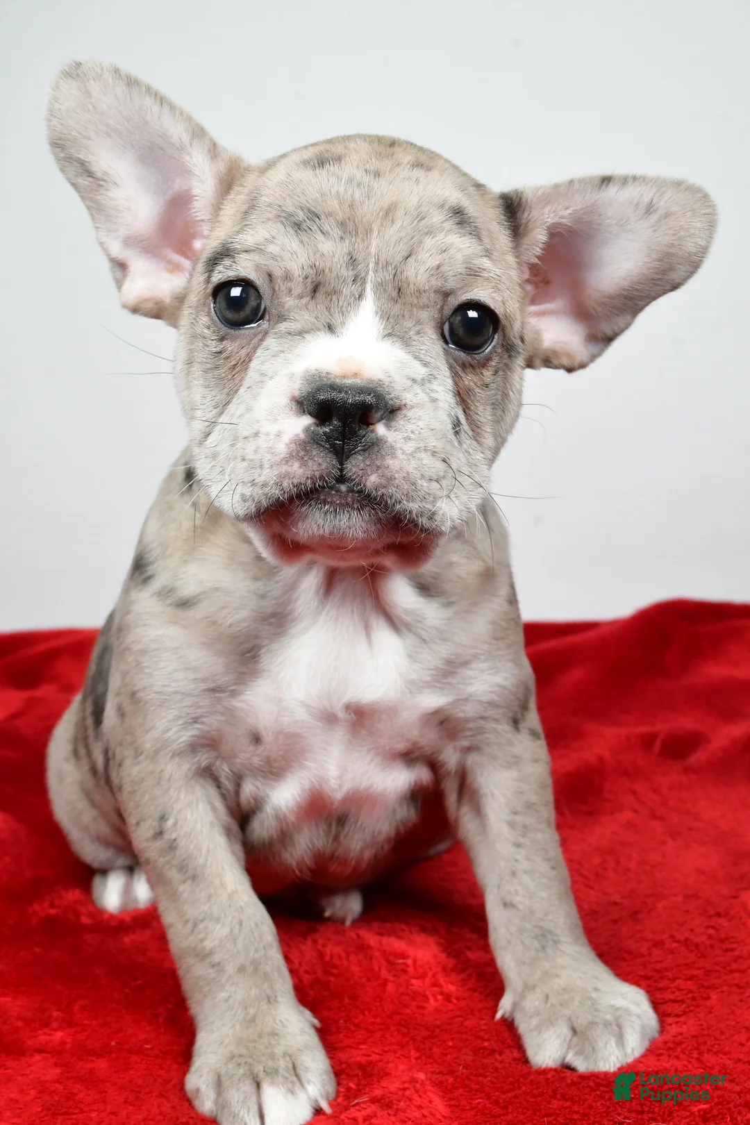 Frenchton dogs for sale: Wendy - Ad 1