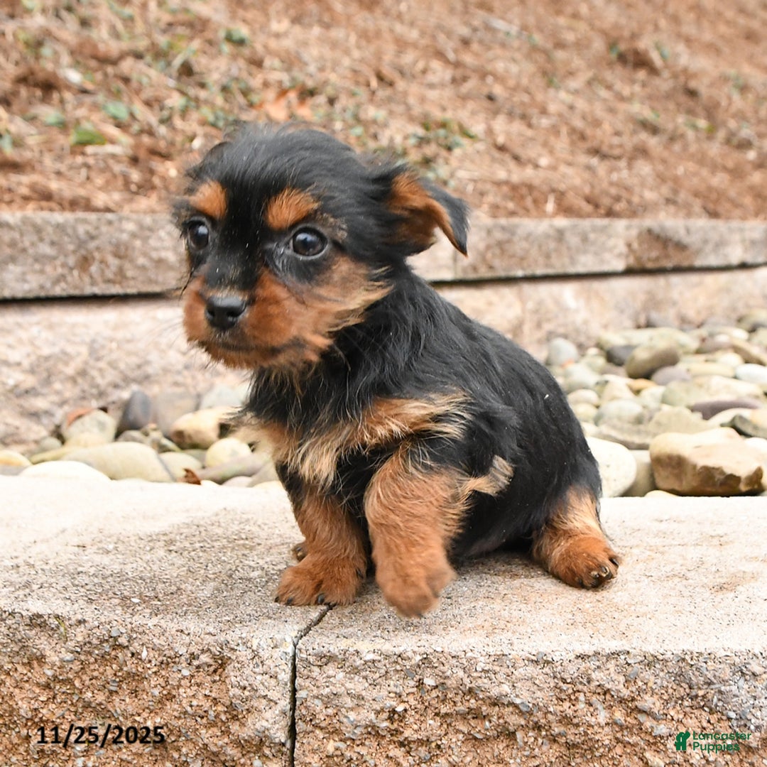 Yorkshire Terrier dogs for sale: Kim  - Ad 2
