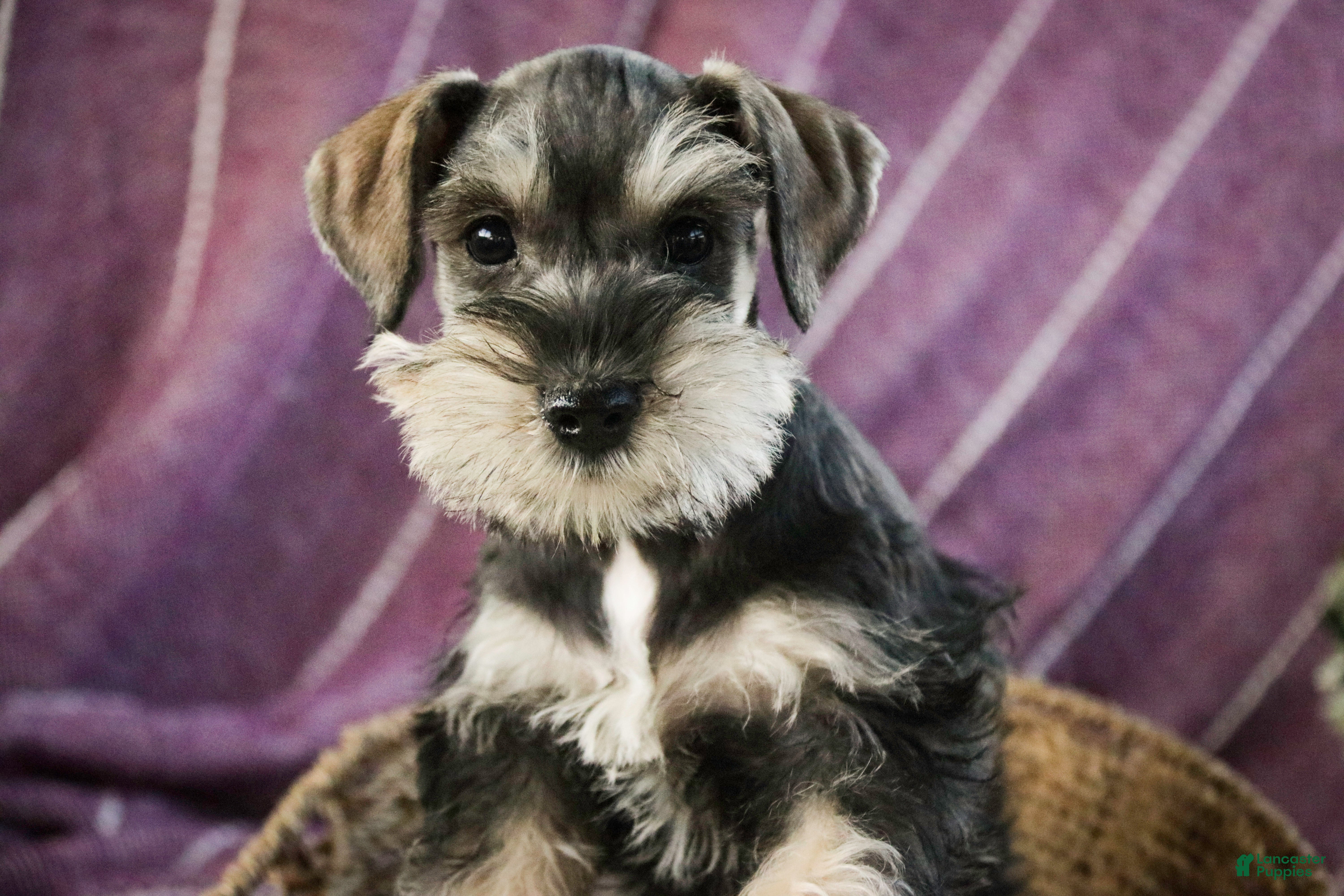 Miniature Schnauzer dogs Noelle - Ad 33