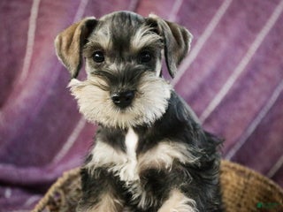 Miniature Schnauzer dogs Noelle - Ad 33