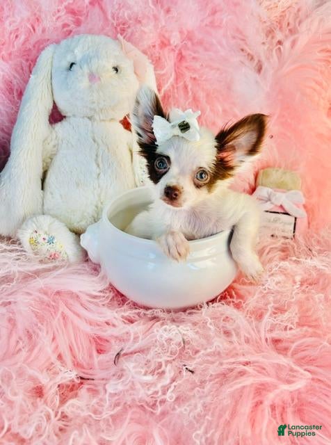 Chihuahua dogs Teacup Chihuahua 2 - Ad 1
