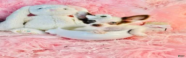 Teacup Chihuahua 2