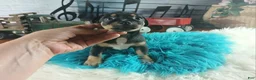 Chihuahua dogs for sale: Autumns blk tan boy. Hand Delivery  - Ad 7