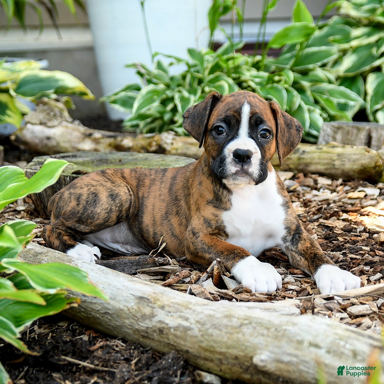 Boxer dogs Blake - Ad 2