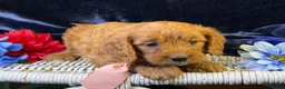 Cavapoo dogs for sale: Reef - Ad 2