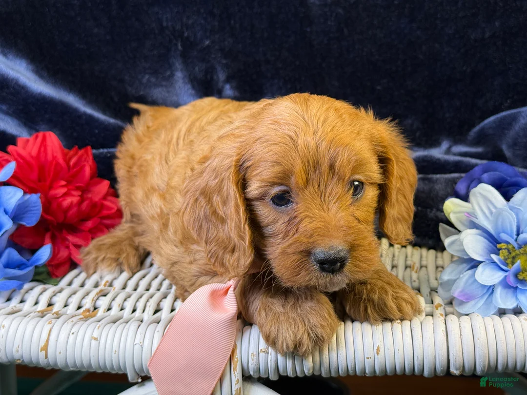 Cavapoo dogs for sale: Reef - Ad 2