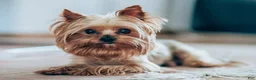 Yorkshire Terrier dogs for sale: Teacup pumpkin - Ad 10
