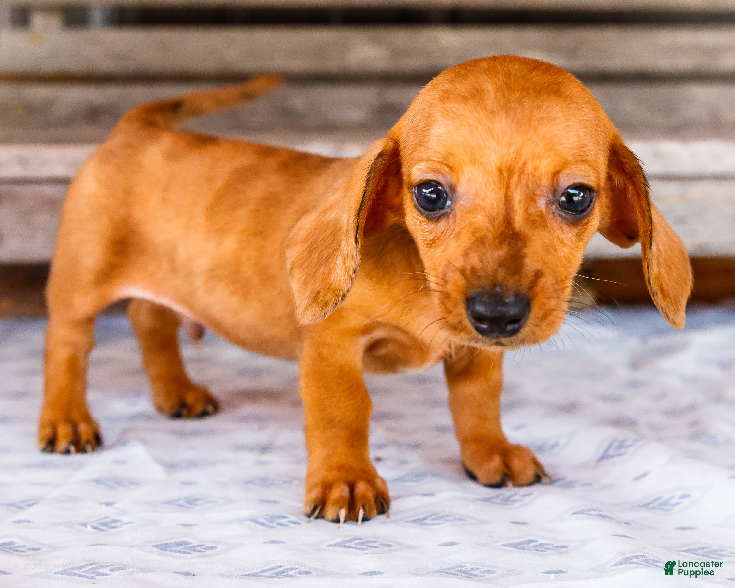 Miniature Dachshund dogs Cooper - Ad 1