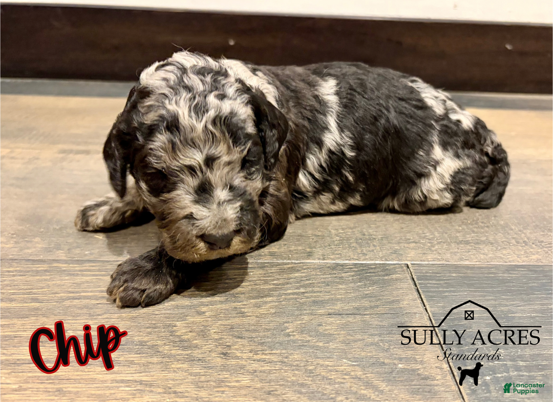 Standard Poodle dogs for sale: Chip - Ad 7