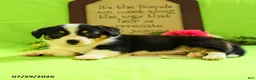 Welsh Corgi Pembroke dogs for sale: Brittney - Ad 3