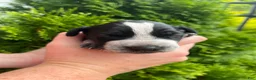German Shorthaired Pointer dogs for sale: German Shorthaired Pointer (FEMALE B) - Ad 2