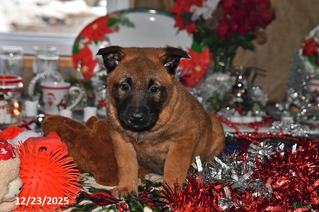 Belgian Malinois dogs for sale: Ivy - Ad 4