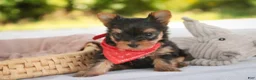 Yorkshire Terrier dogs for sale: Stephan Yorkshire Terrier  - Ad 7