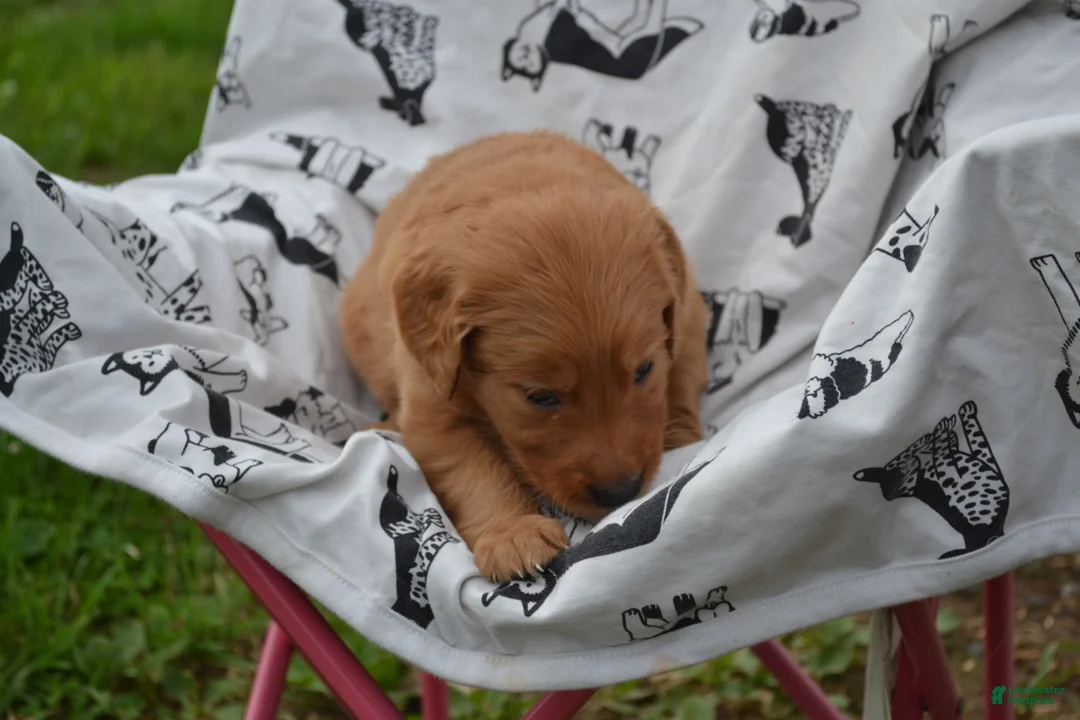 Golden Retriever dogs for sale: Ginger - Ad 2