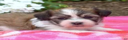 Teddy Bear dogs for sale: Monkey - Ad 6