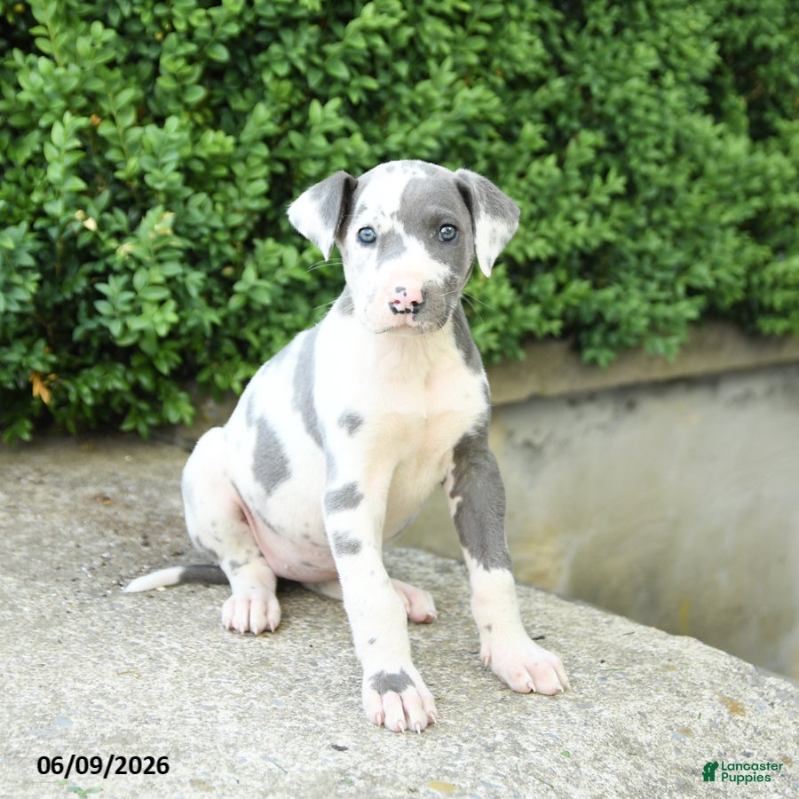 Great Dane dogs Gracie - Ad 2