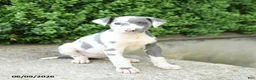 Great Dane dogs for sale: Gracie - Ad 2