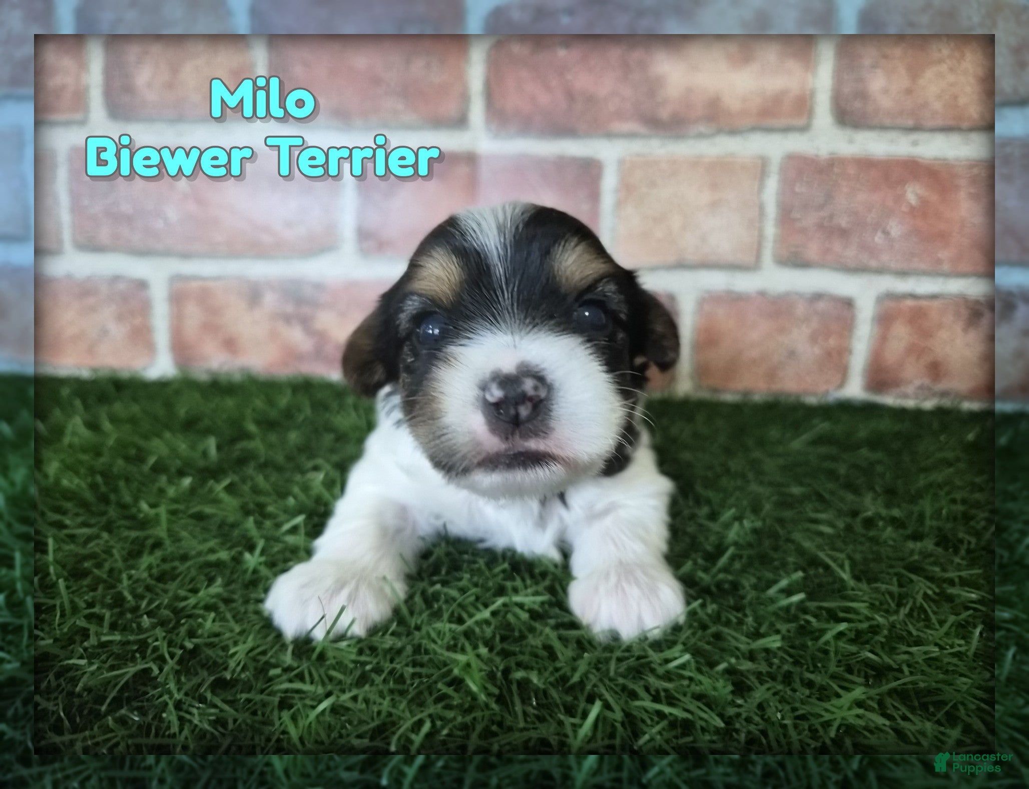 Yorkshire Terrier dogs Milo - Ad 1