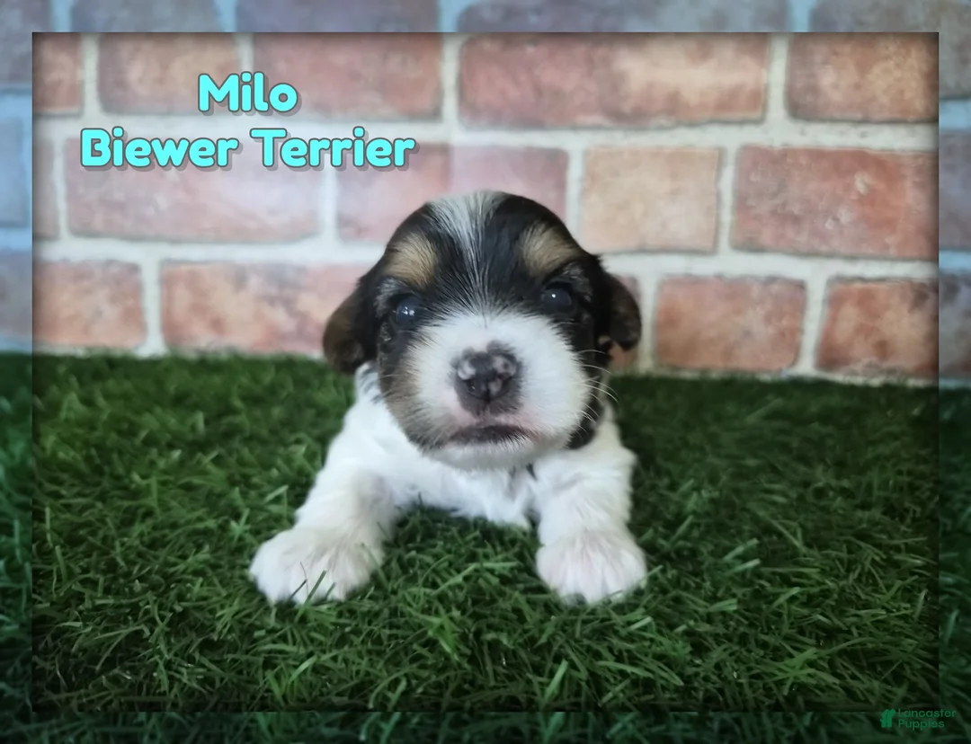 Yorkshire Terrier dogs for sale: Milo - Ad 1