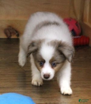 Toy Australian Shepherd dogs TOBY - RED MERLE - Ad 12
