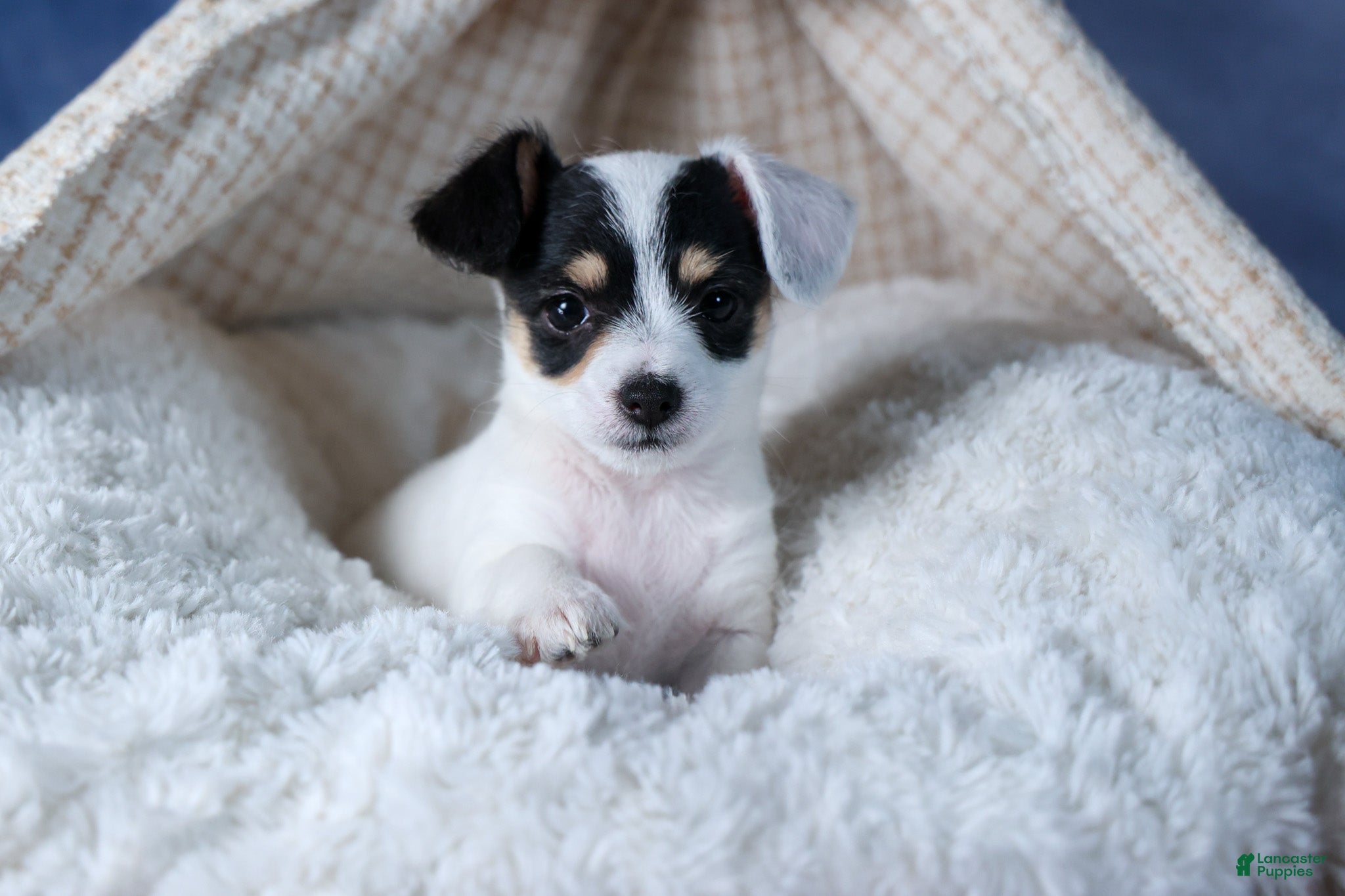 Chipoo dogs Kisses - Ad 1