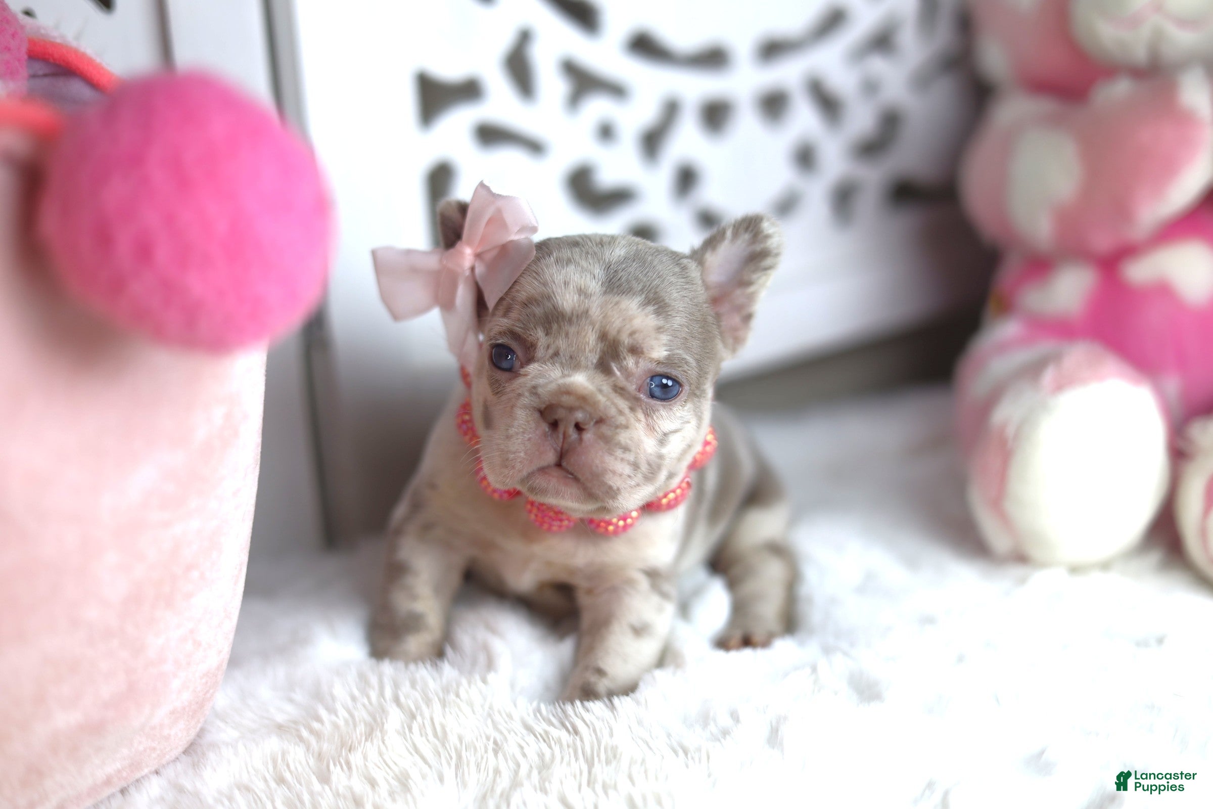 French Bulldog dogs for sale: Bella - Ad 1