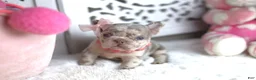 French Bulldog dogs for sale: Bella - Ad 1