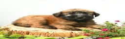 Soft Coated Wheaten Terrier dogs for sale: Chase - Ad 5