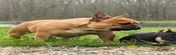 French Bulldog dogs for sale: Plankton  - Ad 3