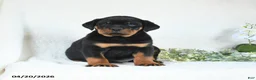 Rottweiler dogs for sale: Chase - Ad 2