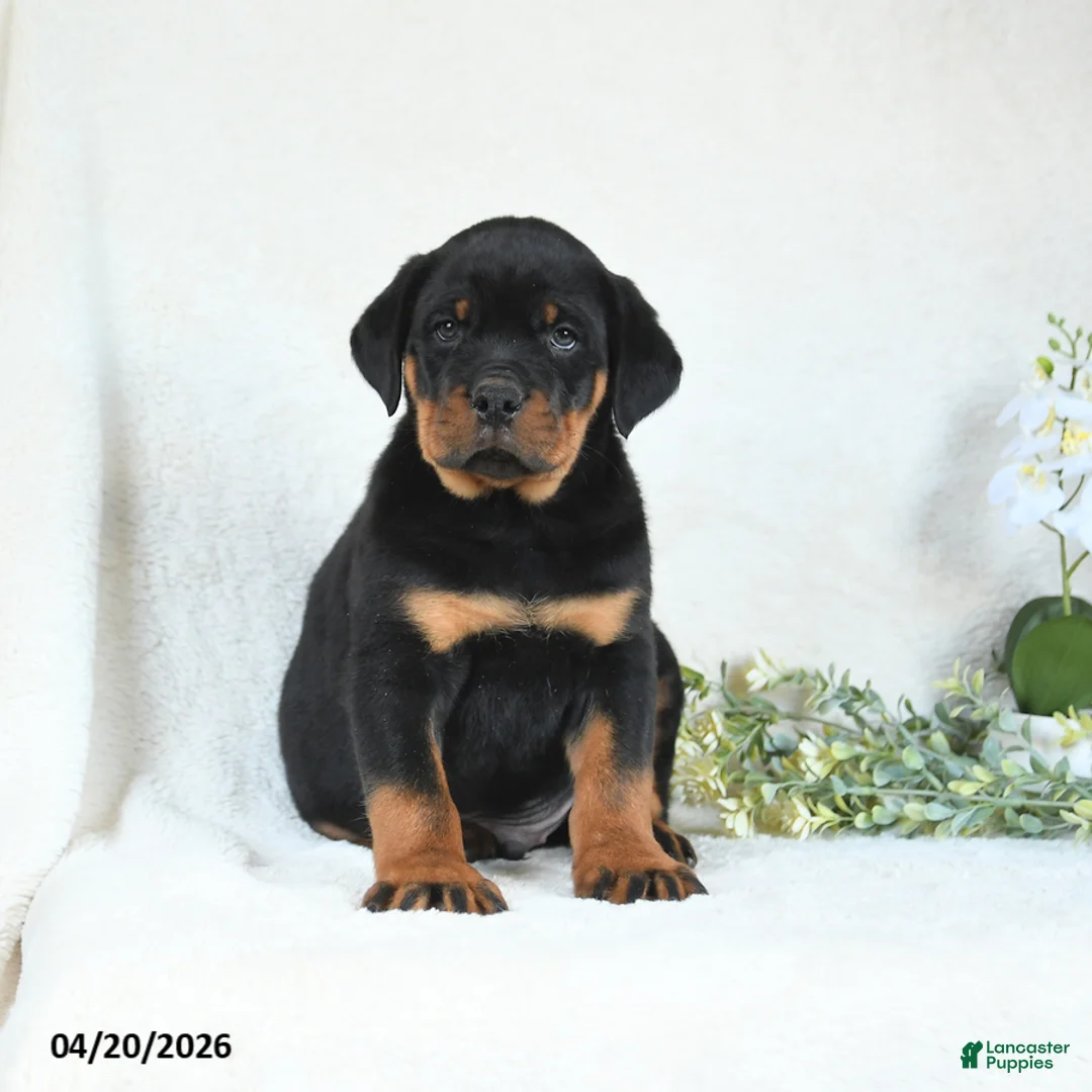Rottweiler dogs for sale: Chase - Ad 2