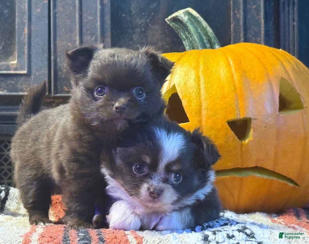 Chihuahua dogs for sale: Choco/tan female 2  - Ad 3