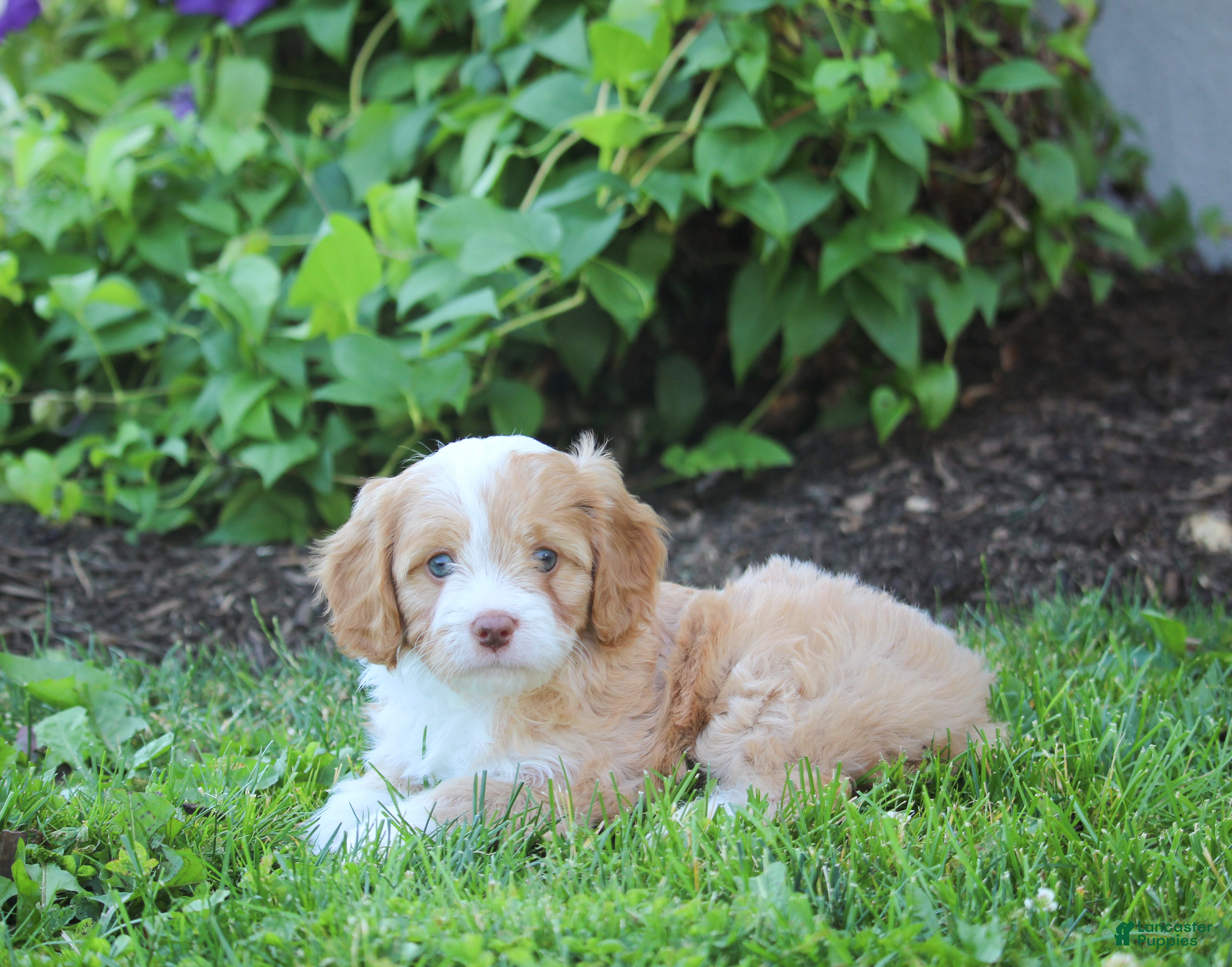 Cavapoo dogs Bella - Ad 2