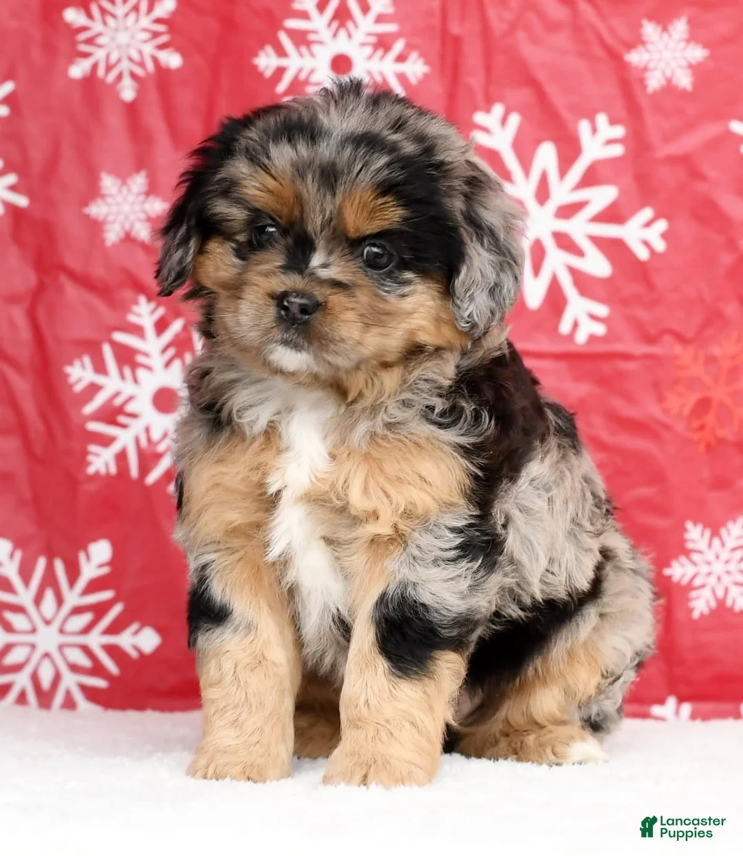 Gallery Image {{count}}