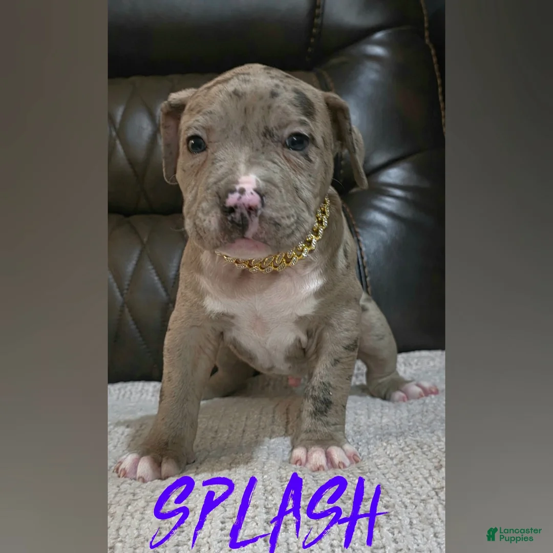 American Pit Bull Terrier dogs for sale: Splash - Ad 1