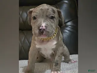 American Pit Bull Terrier dogs Splash - Ad 3