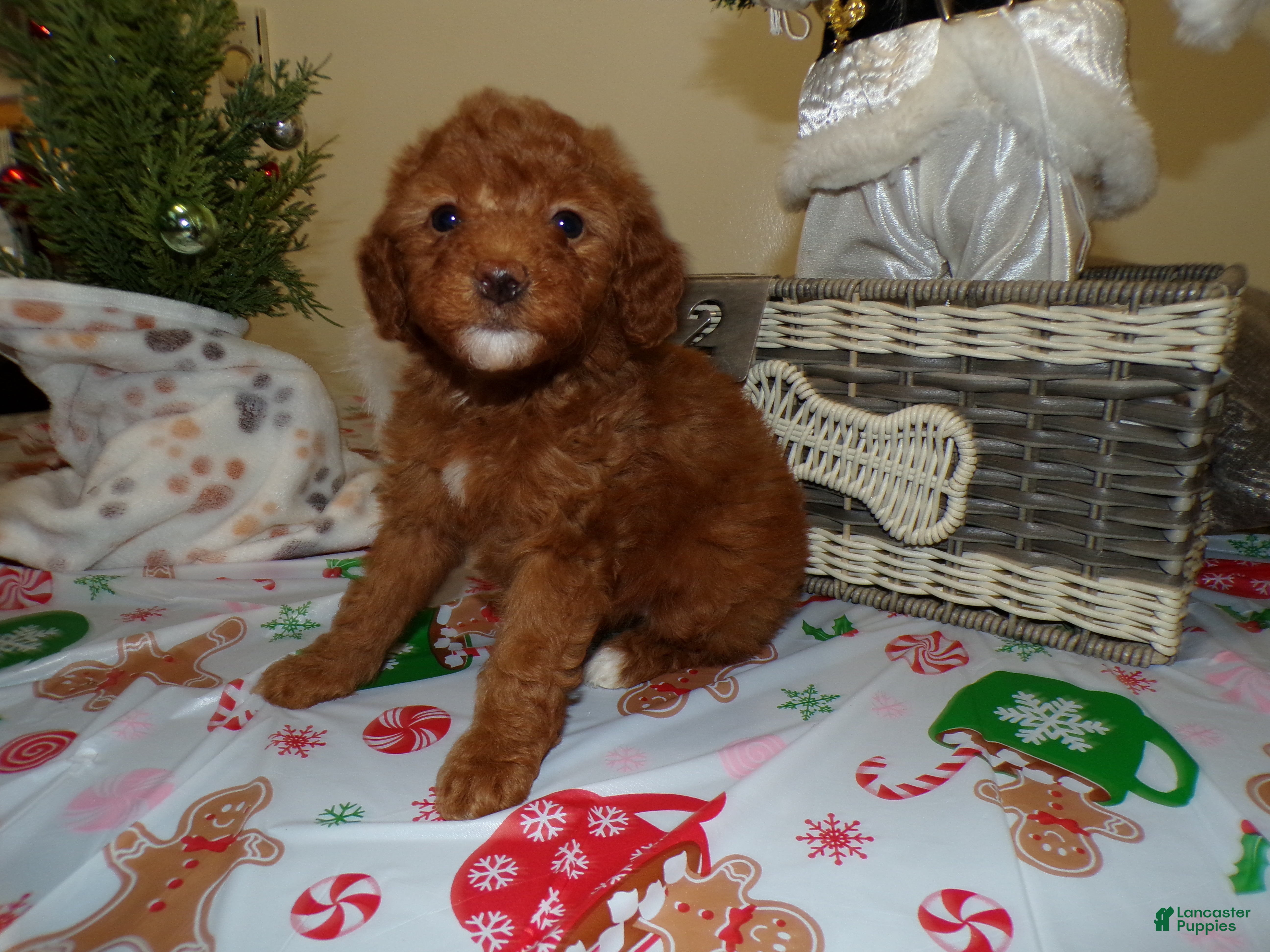 Miniature Poodle dogs Miniature Poodle Puppy 2 Holly - Ad 28