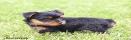 Yorkshire Terrier dogs for sale: Olive - Ad 5