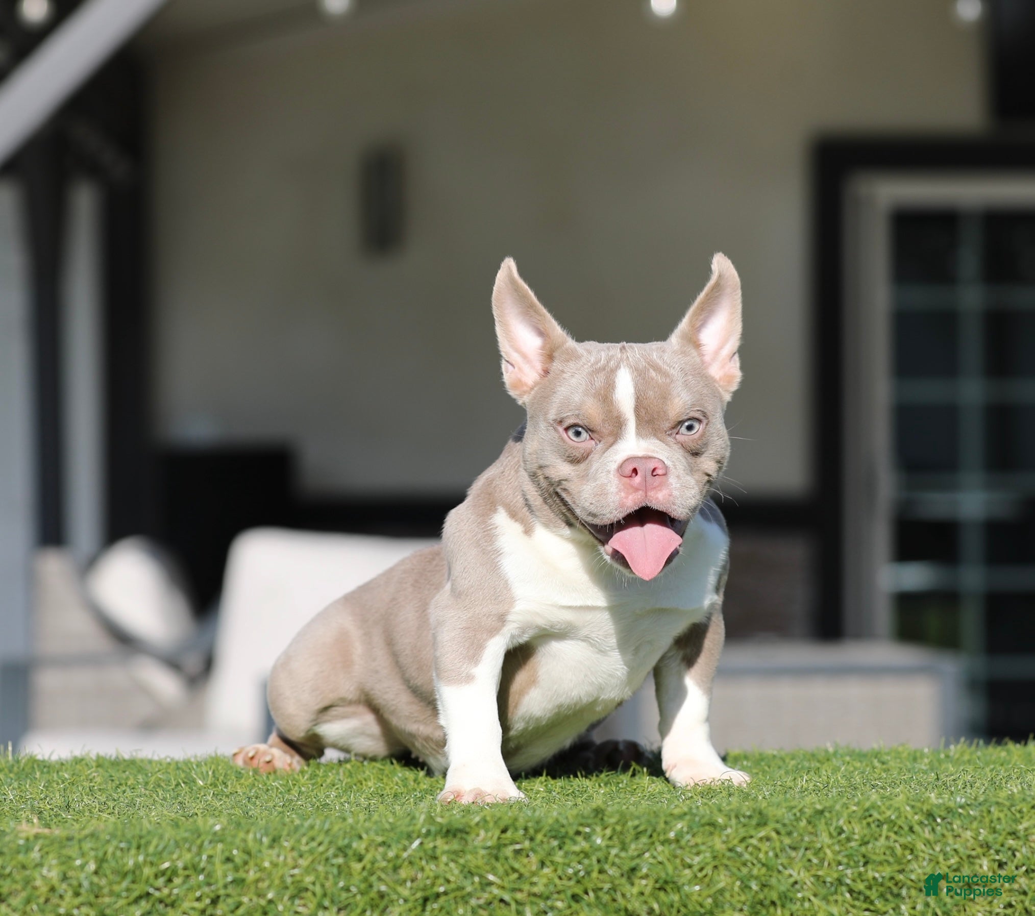 American Bully dogs American Bully Puppy 1 - Ad 15