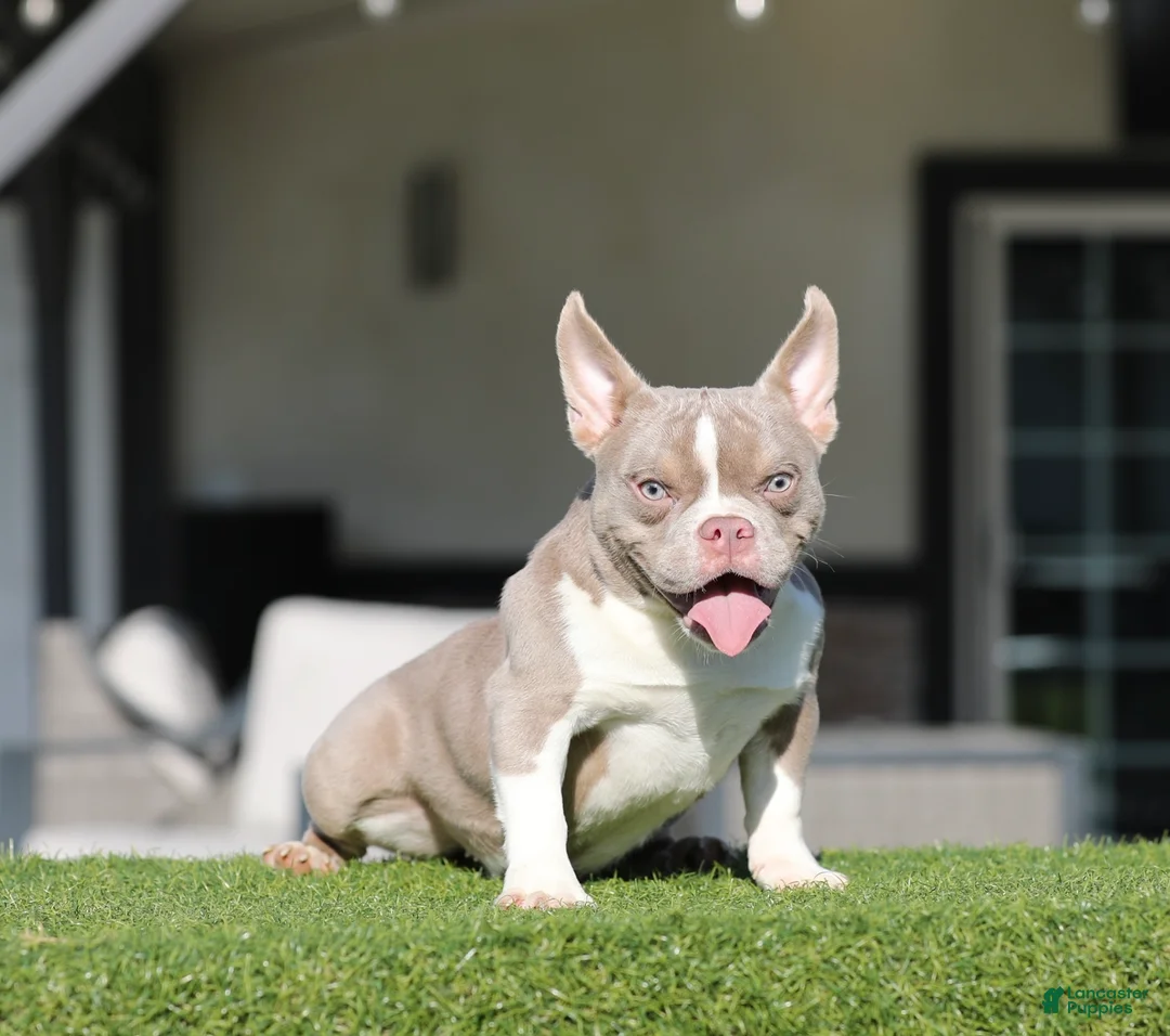 American Bully dogs for sale: American Bully Puppy 1 - Ad 1
