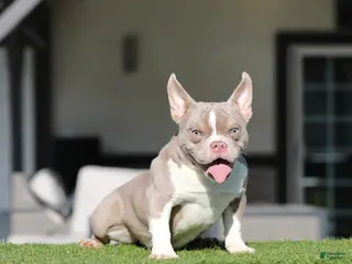 American Bully dogs American Bully Puppy 1 - Ad 18