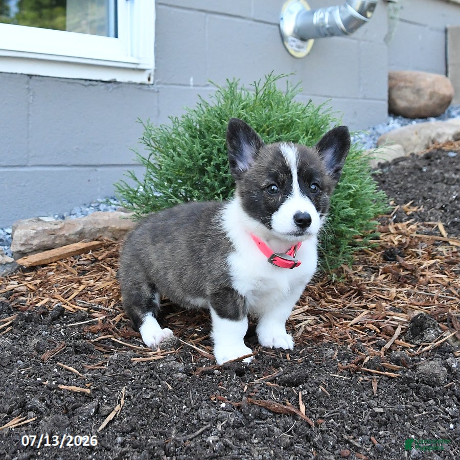 Welsh Corgi Pembroke dogs Pepsi - Ad 2