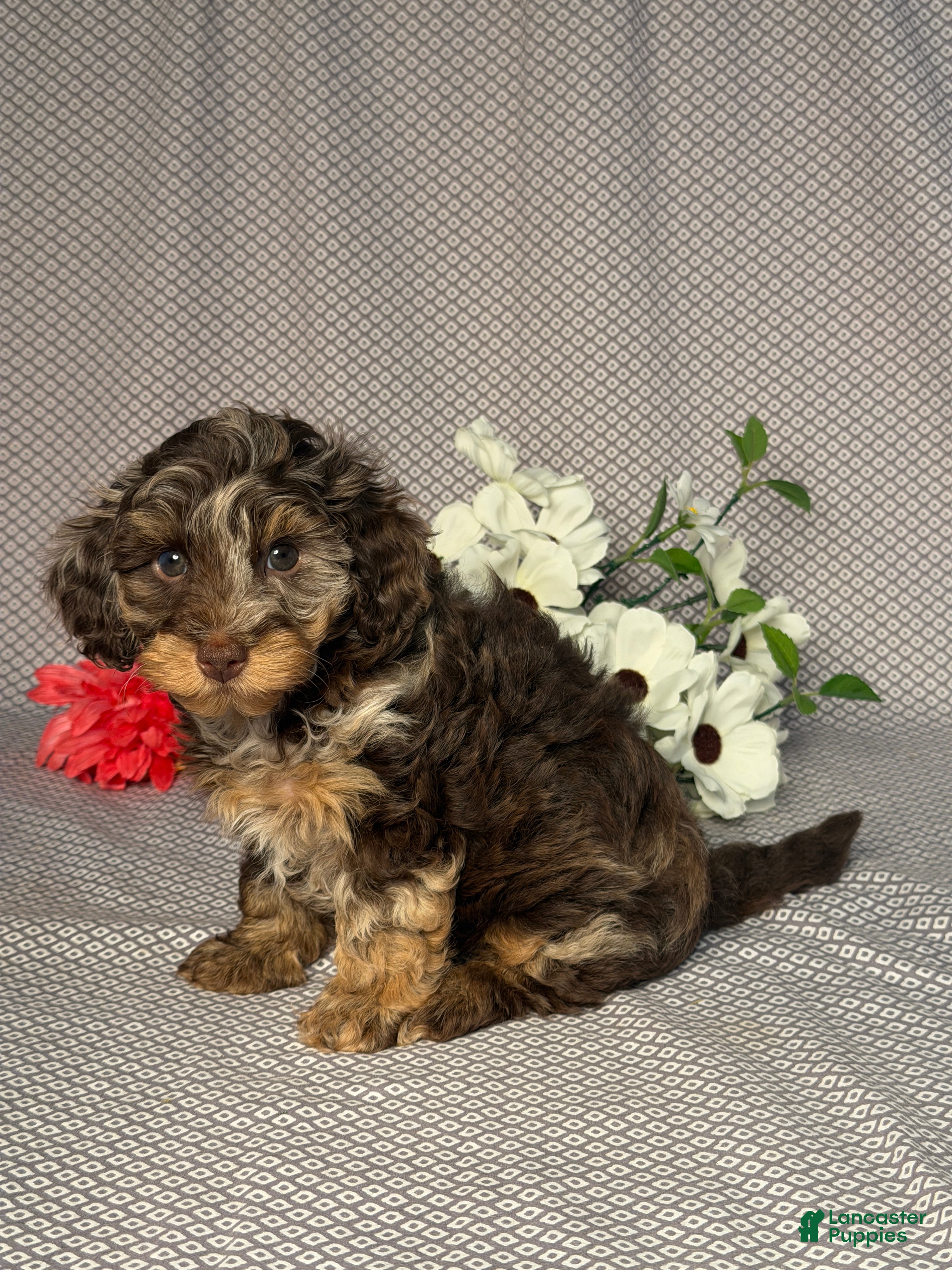 Doxiepoo dogs Mia - Ad 2