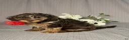 Doxiepoo dogs for sale: Mia - Ad 2