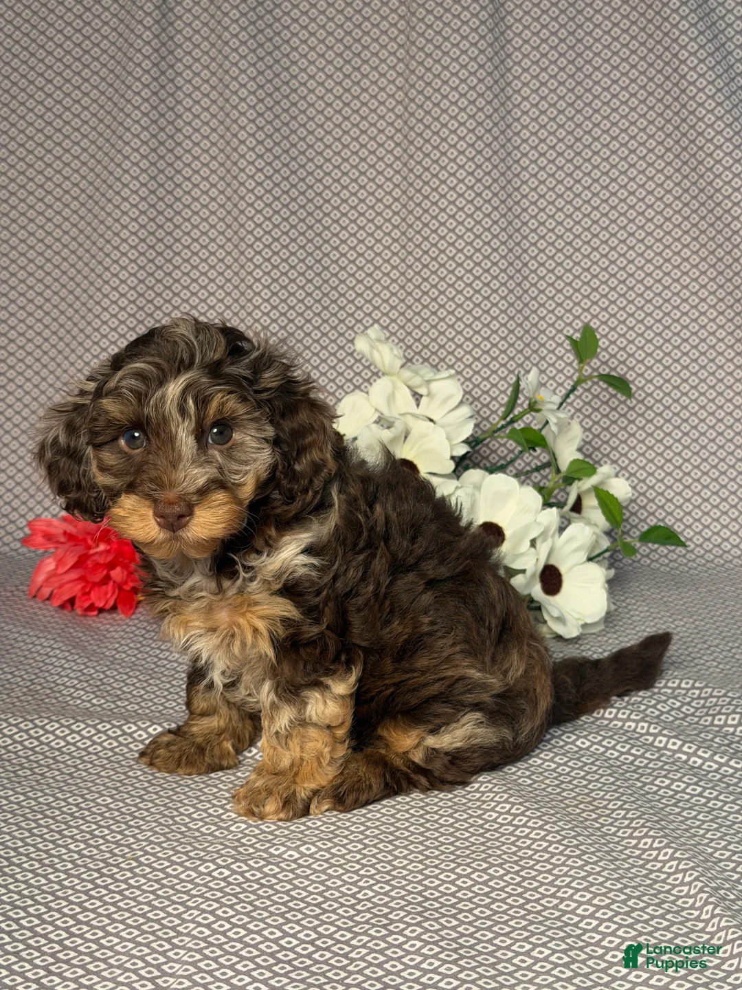 Doxiepoo dogs for sale: Mia - Ad 2