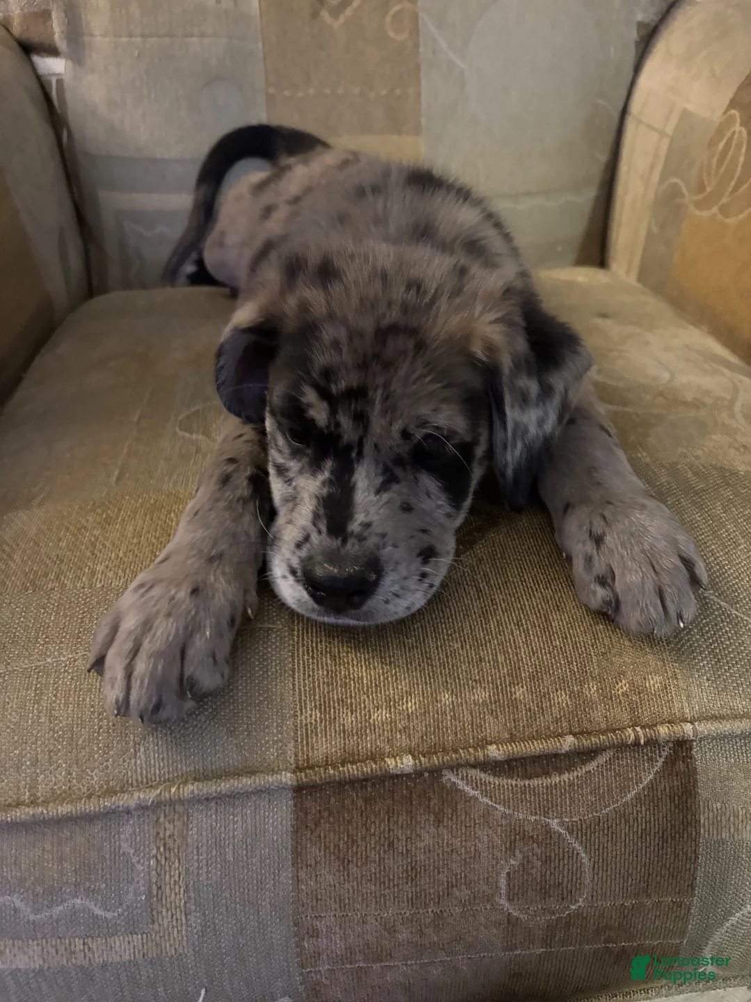 Mixed Breed dogs for sale: Mixed Breed 1 - Ad 2