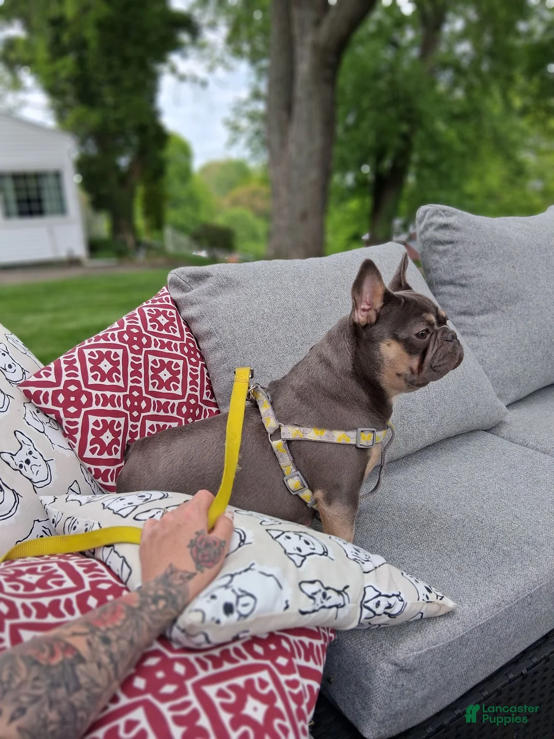 French Bulldog dogs for sale: BRUNO - Ad 4