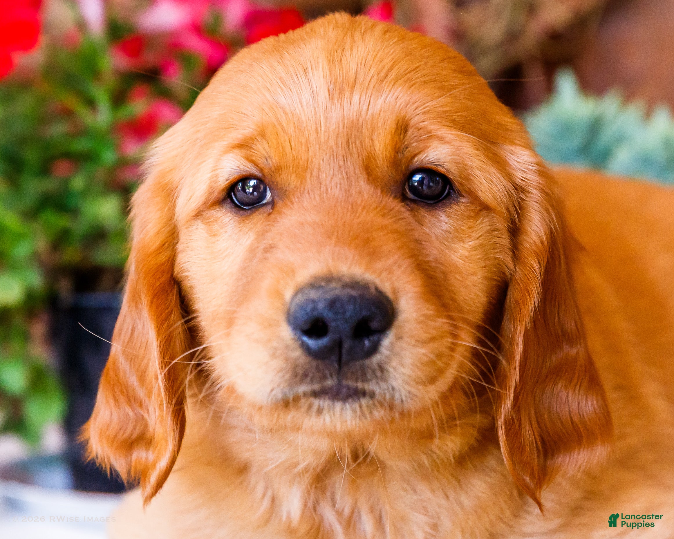 Golden Retriever dogs Rose - Ad 2